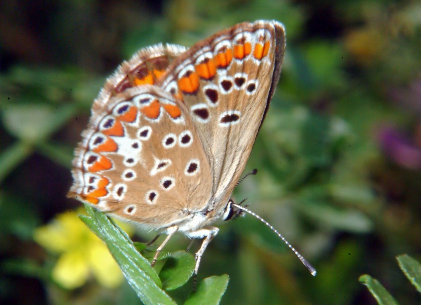 Aricia agestis e Polyommatus icarus